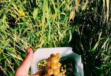 Italy Turns Wine into Disinfectant