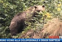 A Brown Bear Spotted in Trieste