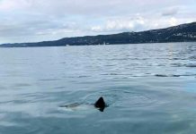Rarely Seen Moonfish Spotted in the Gulf of Trieste