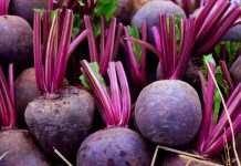 Beetroot Barcolini Rossi: a New Trieste Recipe