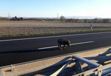 Life in the Fast Lane: Wild Boars Spotted on Villesse – Palmanova Highway