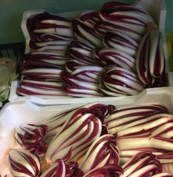 The Wondrous Life of Radicchio Rosso di Treviso: From Field to Your Plate