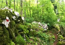 Queen of the Forest: a Hilarious Account from Friuli. Wait, Aren’t We in Carnia? Part 1