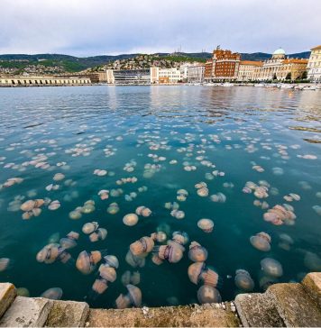 How to Experience Trieste Like a True Local
