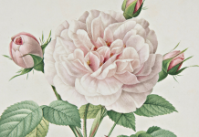 Miramare Opens ‘Ars Botanica. Paper Gardens’ Exhibit