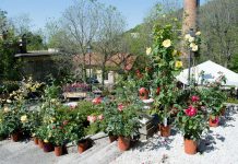Urban Gardening Course in Trieste Continues with Focus on Organic Olive Cultivation
