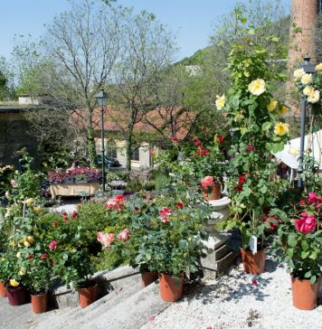 Urban Gardening Course in Trieste Continues with Focus on Organic Olive Cultivation