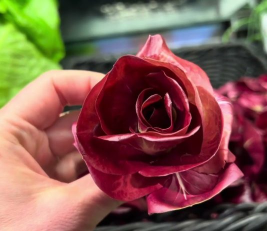A Blooming Treasure: Rosa di Gorizia, the Radicchio That’s Redefining Fine Dining
