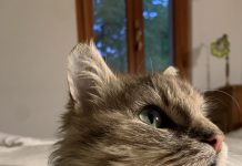 From Forest Famine to Trieste Triumph: Rodolfo the Resilient Cat and the Woman Who Believed in Him