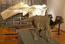 Dinosaur Exhibit Offers Bilingual Educational Activities for Families in Trieste