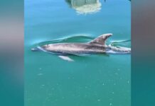 A Dolphin’s Morning Visit to Sacchetta