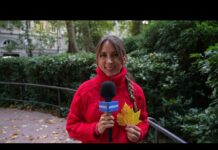 As the Clocks Turn Back, Nature Turns Gold: The Science Behind Fall’s Colors