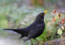 Italy’s Winter Folktale of the Blackbird Marks the End of January